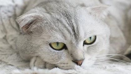 mksports体育🎮尽力了！LVG1-2不敌Legacy 追平CNCS历史最好战绩 谢幕奥斯汀